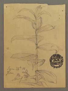 Tekening, Plantenstudie, 26 juni 1856 door Frederic Edwin Church