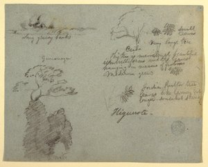 Tekening, Rivieroever en Botanische Schetsen van Higuerote, Ecuador, mei 1853  door Frederic Edwin Church