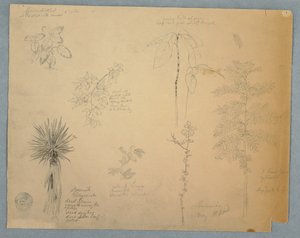 Tekening, Spaanse bajonet met een boom en vijf andere plantstudies, Jamaica, mei 1865 door Frederic Edwin Church