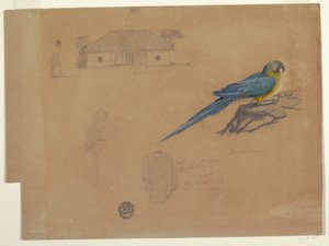 Tekening, Studies van Guaccamaya, Bogotá, Colombia, juni-juli 1853 door Frederic Edwin Church