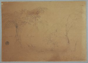 Tekening, Studie van twee bomen en drie planten, bij Jorje, Ecuador, 23 juli 1857 door Frederic Edwin Church