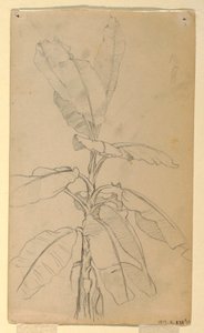 Tekening, Studie van een Langbladige Pl, mei en juni 1857 door Frederic Edwin Church