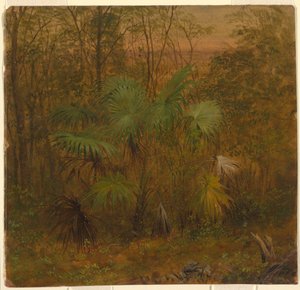 Tekening, Rietpalm, Jamaica, mei 1865 door Frederic Edwin Church