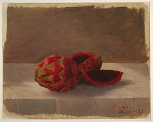 Tekening, De Pitajaya-vrucht, Colombia, juni 1853 door Frederic Edwin Church