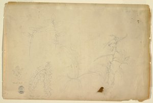 Tekening, Doornen en distels, juli 1844 door Frederic Edwin Church