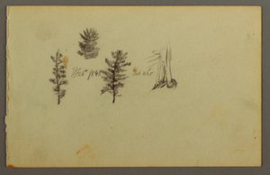 Tekening, Drie evergreens, 1845 door Frederic Edwin Church