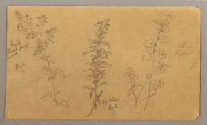 Tekening, Drie plantenstudies, oktober 1865 door Frederic Edwin Church