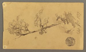 Tekening, Boom, 1877 door Frederic Edwin Church