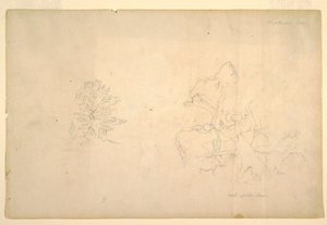 Tekening, Boom en dode boomstam, september 1844 door Frederic Edwin Church