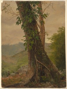 Tekening, Boom met wijnranken, Jamaica, West-Indië, mei 1865 door Frederic Edwin Church