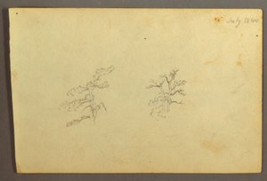 Tekening, Bomen, juli 1844
