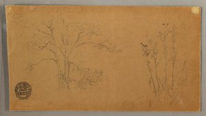 Tekening, Bomen en planten, Elecampene, september 1856 door Frederic Edwin Church