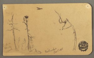 Tekening, Bomen, vliegende vogel, 1877 door Frederic Edwin Church