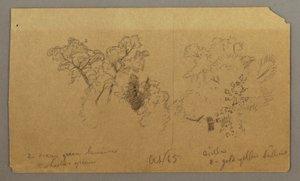 Tekening, Twee boomstudies, oktober 1865 door Frederic Edwin Church