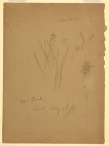 Tekening, Waterplanten, Rome Italië door Frederic Edwin Church