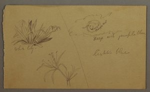 Tekening, Witte lelie, maan, mogelijk 1865-66 door Frederic Edwin Church