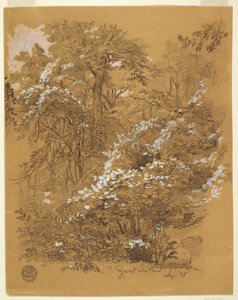 Tekening, Bosgezicht, Goat Island, Niagara-rivier, New York, september 1858 door Frederic Edwin Church