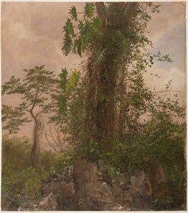 Vijgenboom en wilde philodendron