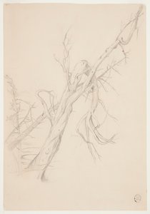 Knoestige dode boom door Frederic Edwin Church