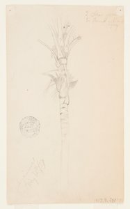 Bladeren en stam van een palmboom, Aspinwall, Panama door Frederic Edwin Church