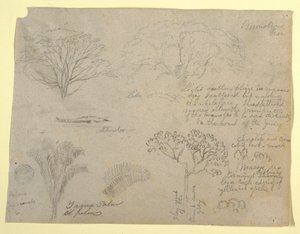 Serie botanische studies inclusief een alligator en een monsterlijke boom, gezien vanaf de Rio Magdalena, Colombia