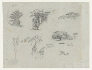 Schetsen van Zuid-Amerika.  Botanische schetsen.   Vliegende kraanvogel. door Frederic Edwin Church