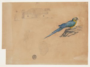 Studie van Guacamaya, Bogotá, Colombia
