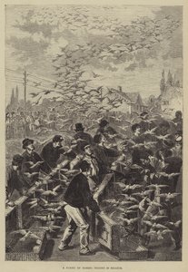 Een vlucht postduiven in België door Frederic Theodore Lix
