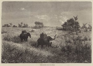 India en de Prins van Wales, Tijgerjacht vanuit de Howdah