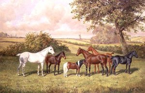 Een Groep Pony
