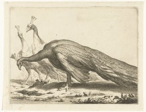 Pauwen door Frederick Bloemaert