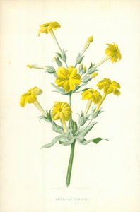 Abyssinische Primula