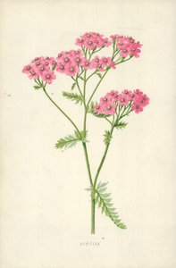 Achillea