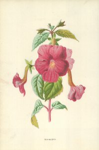 Achimenes door Frederick Edward Hulme