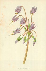 Amerikaanse Koekoeksbloem