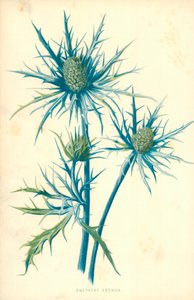 Amethist Eryngo door Frederick Edward Hulme