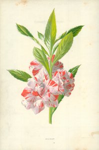 Balsem