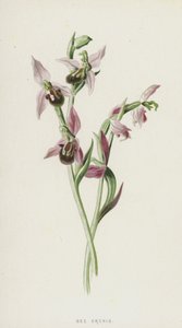 Bijenorchis door Frederick Edward Hulme