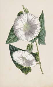 Haagwinde