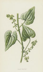 Zwarte Rapunzel door Frederick Edward Hulme