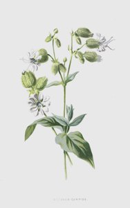 Blaassilene