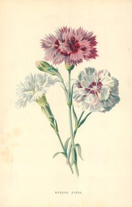 Border Pinks