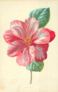 Camellia
