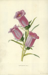 Klokjesbloem door Frederick Edward Hulme