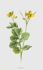 Stinkende Gouwe door Frederick Edward Hulme