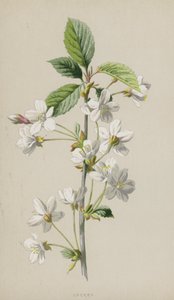 Kers door Frederick Edward Hulme