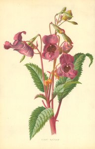 Ciant Balsam