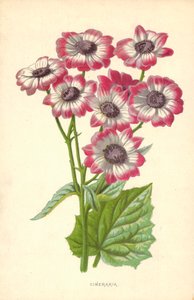 Cineraria door Frederick Edward Hulme