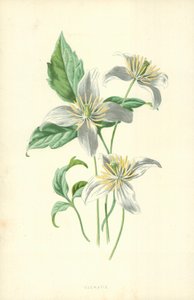Clematis door Frederick Edward Hulme