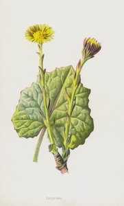 Klein hoefblad